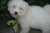 White Fluffy Dog